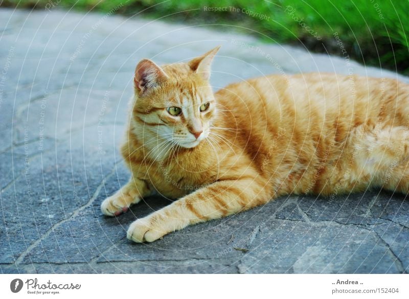 Red Tiger 16 Pelt Cat Friendliness Green Whisker Mammal Domestic cat mietzi whiskers mackerelled red sad Profile