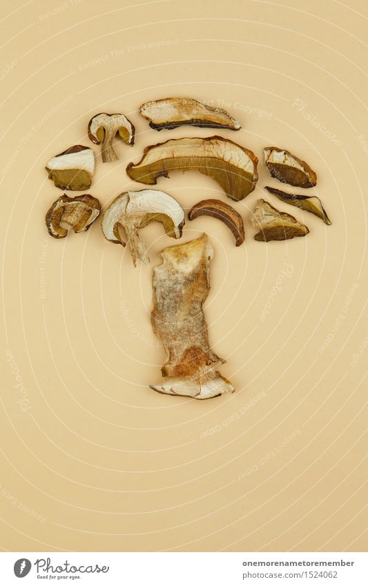 mushroom fungus Art Work of art Esthetic Mushroom Mushroom cap Mushroom picker Beatle haircut Mushroom soup Collector Boletus Delicious Herbs and spices Dried