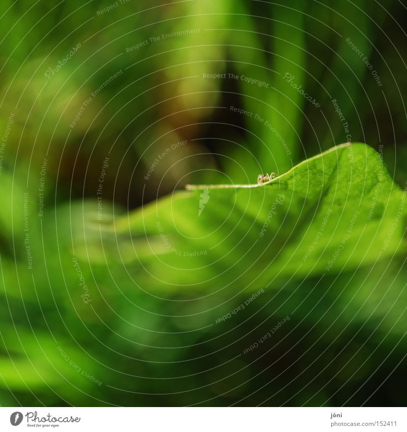 lion spider Spider Dandelion Small Meadow Plant Green Nature Macro (Extreme close-up) Far-off places Diminutive Calm Relaxation Concentrate Close-up grass