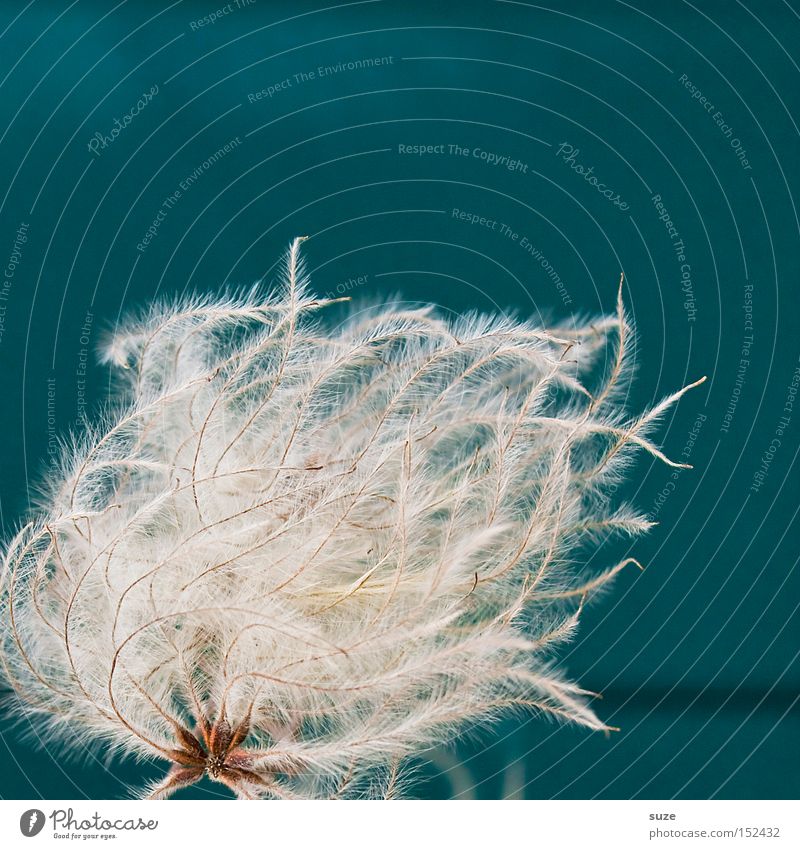 Waving hair Plant Soft White Easy Blue-green Delicate Smooth Tuft Tiny hair Titillation Fuzz Colour photo Multicoloured Exterior shot Close-up Detail