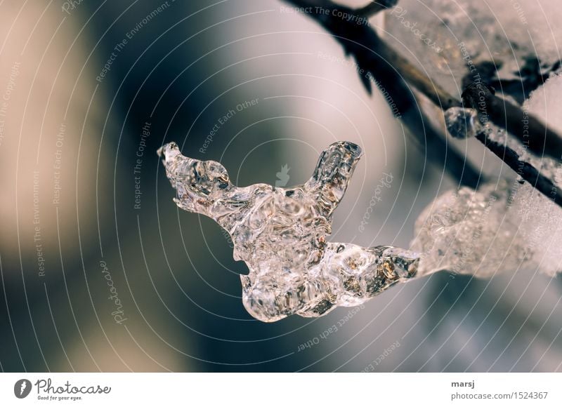 Horned Iceculputur Ice sculpture Icicle Cold horned Frost Frozen Nature Esthetic Authentic Abstract Fantastic Bizarre Reflection Purity clear Clarity blow