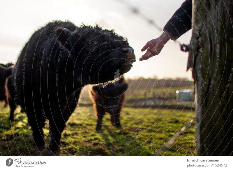 Galloway tongue Environment Nature Landscape Sun Sunlight Autumn Beautiful weather Animal Farm animal Cow 1 Life Galloways Cattle Country life Colour photo