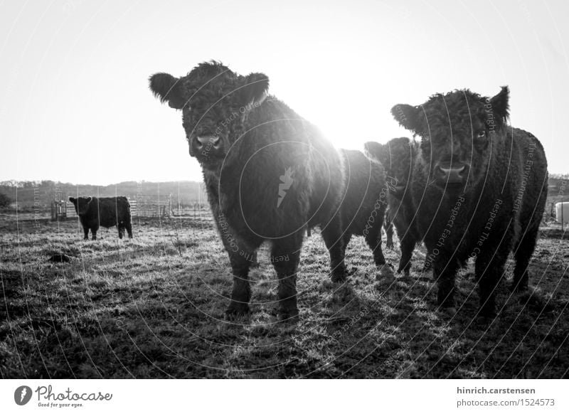 galloway Environment Landscape Cloudless sky Sun Sunlight Autumn Beautiful weather Animal Farm animal Cow Group of animals Herd Freedom Galloways Cattle caddle