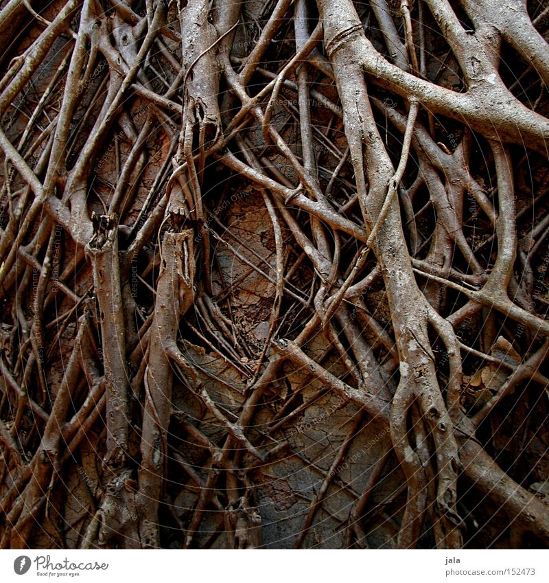 Temple Roots Old Branch Wall (barrier) Ruin Undergrowth Strong Derelict Exterior shot Deserted Muddled Many Narrow Covered Detail Grown Nature