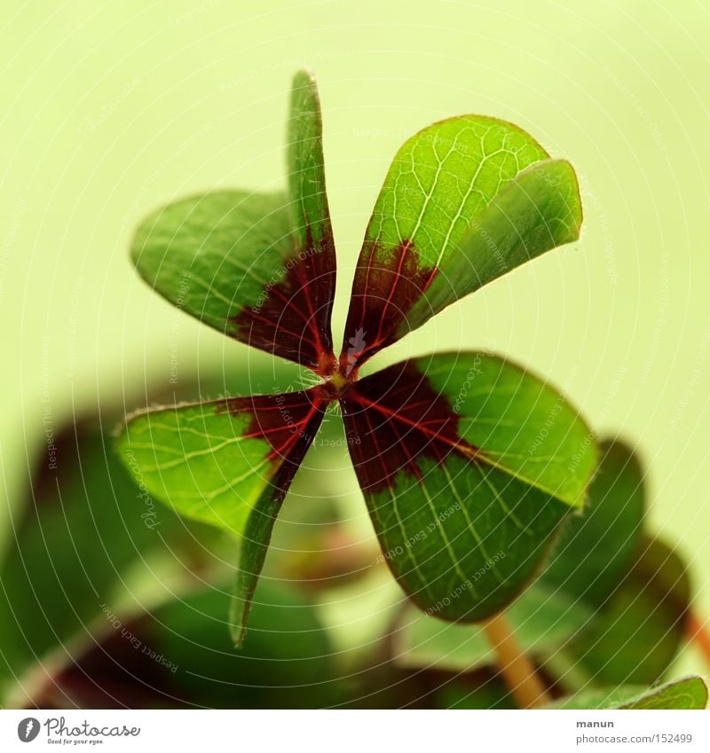 lucky charm Four-leafed clover Congratulations Happy Joy Good luck Success Birth Good luck charm Green Public Holiday