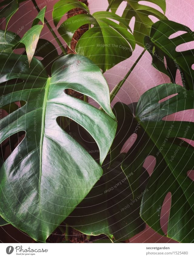 monster-like! Lifestyle Living or residing Flat (apartment) Room Plant Tree Leaf Foliage plant Monstera Growth Glittering Retro Green Pink Elegant