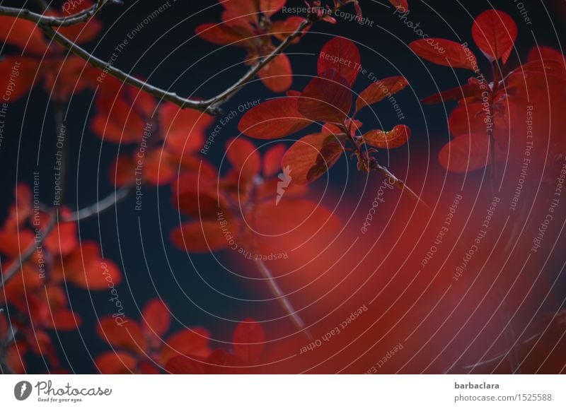 bush fire Nature Plant Spring Bushes Leaf Wild plant Garden Illuminate Exotic Blue Red Moody Colour Power Environment Colour photo Exterior shot Detail Abstract