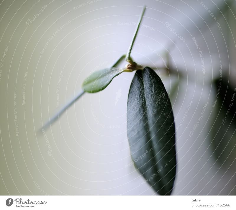 oil Olive Olive leaf Olive tree Leaf Twig Green Macro (Extreme close-up) Close-up olive branch Evergreen plants Olea europaea