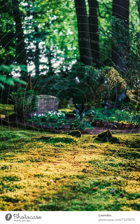 Sunshine at the cemetery Environment Nature Landscape Spring Summer Autumn Beautiful weather Plant Grass Yellow Green Idea Identity Inspiration Naked Moss Lawn