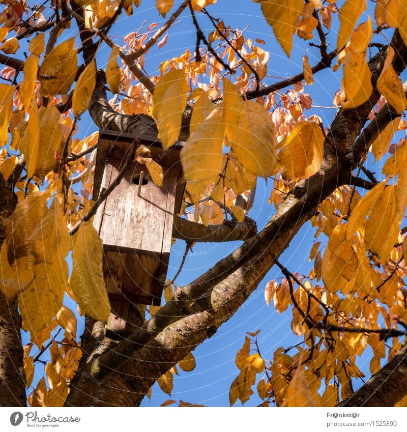 New tenant wanted Nature Air Sky Autumn Beautiful weather Tree Leaf Garden Bird Wood Optimism Colour photo Exterior shot Deserted Day Light Shadow Contrast