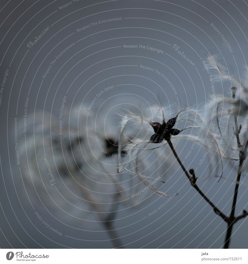 feathery clematis II Plant Winter Delicate Tuft Feather Easy Seed Seed head Vine Faded Blue Gray Park