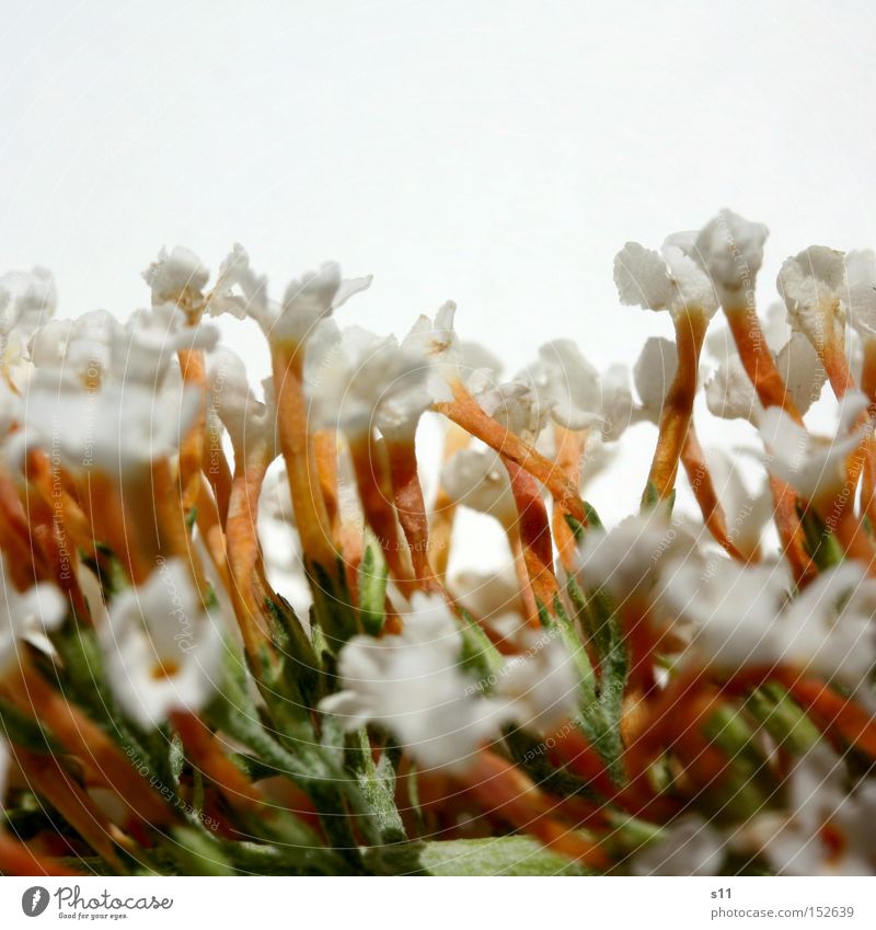 White greetings Lilac Flower Blossom Stand Plant Nature Summer Joy Fragrance Macro (Extreme close-up) Close-up Multiple Bouquet