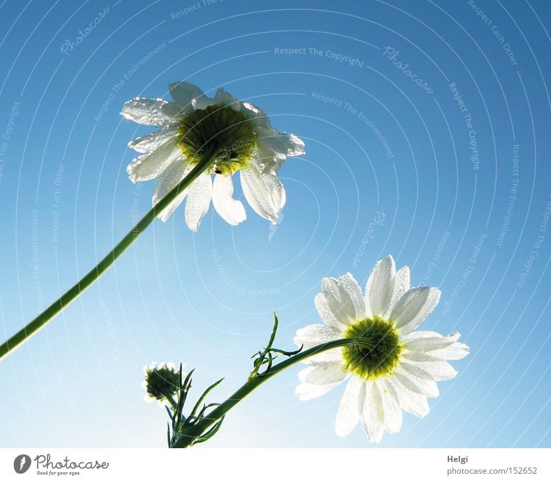 Fancy spring? Flower Blossom Chamomile Nature Medicinal plant Stalk Bud Drops of water Dew Sky Blue White Summer Transience Helgi Alternative medicine