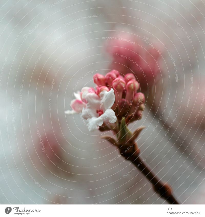 As if spring is coming II Flower Nature Plant Winter Floristry Spring Beautiful Esthetic Smooth Pink White Soft Macro (Extreme close-up) Park