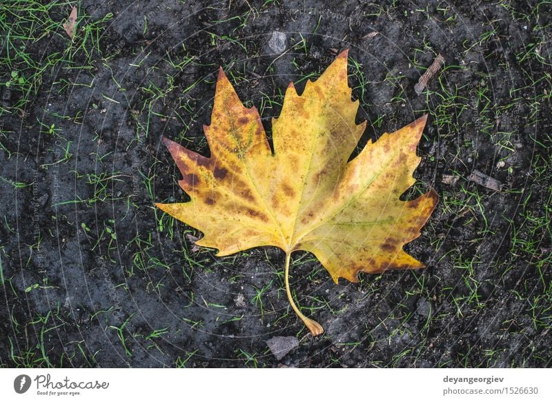 Autumn leaf on sidewalk Nature Leaf Town Street Stone Old Yellow fall Seasons background Tile Sidewalk Cobblestones pavement Story urban Ground Footpath