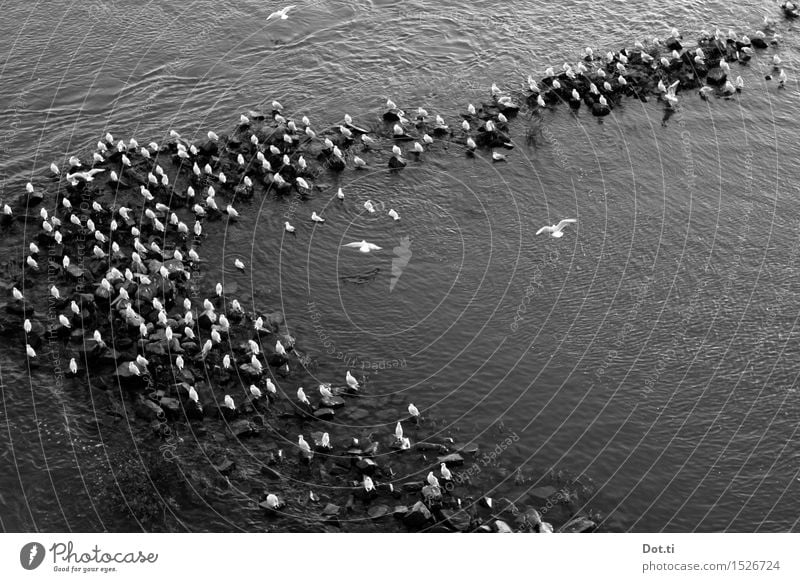 birdcage Environment Water Coast River bank Animal Wild animal Wing Group of animals Flock Observe Flying Wait Break Seagull Break water Stone Rhine V-shaped