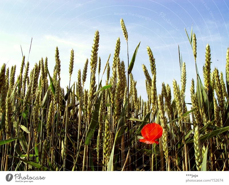 seasonal shift. Field Grain Wheat Poppy Summer Flower Agriculture Harvest Nature Contrast Ear of corn Blossom Red Individual