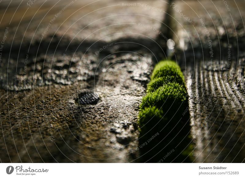 without moss nothing is going on! Moss Footbridge Ocean Green Growth Spring Blossoming Wood Damp Furrow Cold Nature To go for a walk Macro (Extreme close-up)