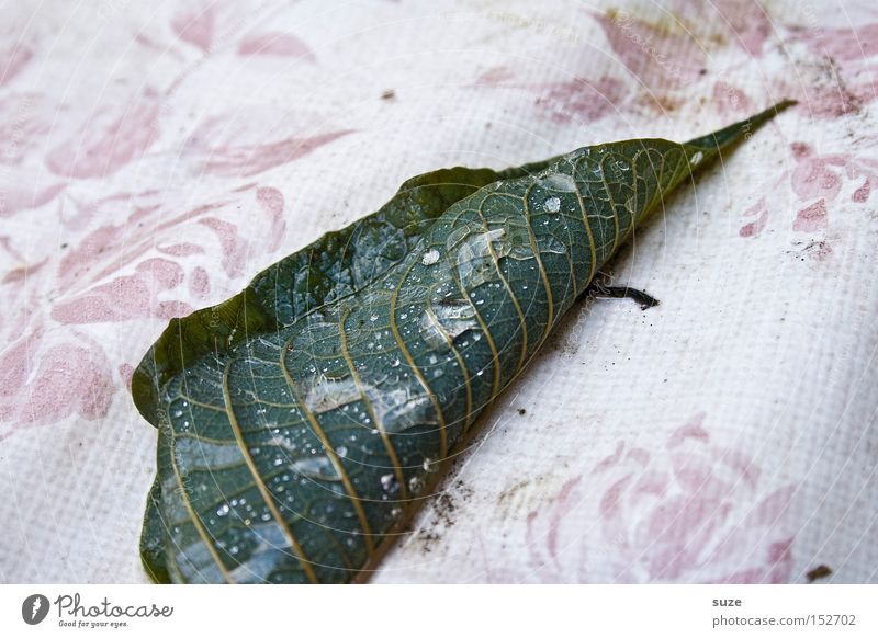 autumn roll Nature Drops of water Autumn Leaf Authentic Natural Gloomy Green Moody Sadness Concern Grief Death Pain Loneliness Decline Transience Lose November