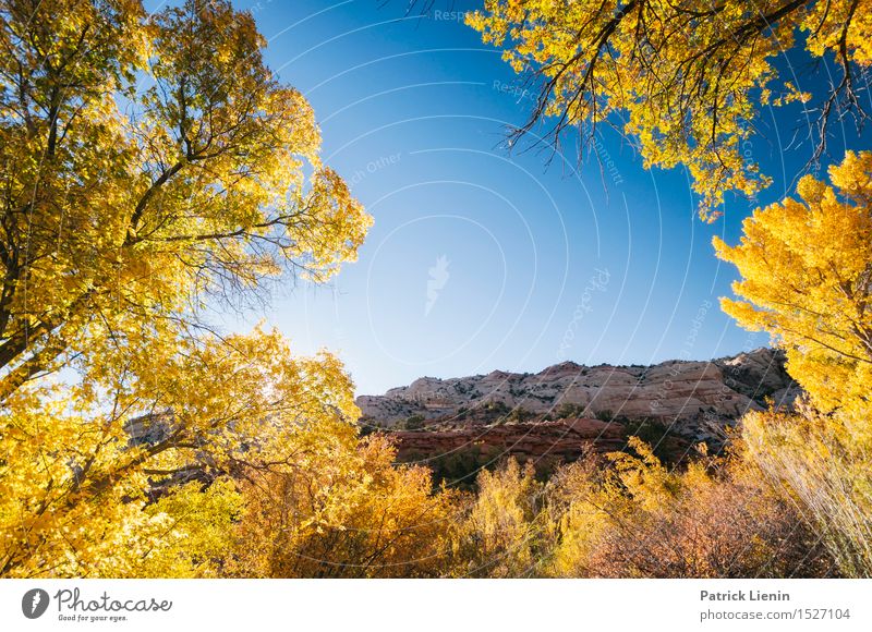 Cottonwood Canyon Contentment Senses Relaxation Vacation & Travel Adventure Far-off places Freedom Summer Hiking Environment Nature Landscape Plant Sky Autumn