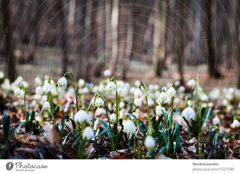 spring forest Trip Nature Landscape Plant Earth Spring Climate Tree Flower Wild plant Forest Blossoming Fragrance Friendliness Happiness Calm Hope Idyll Moody