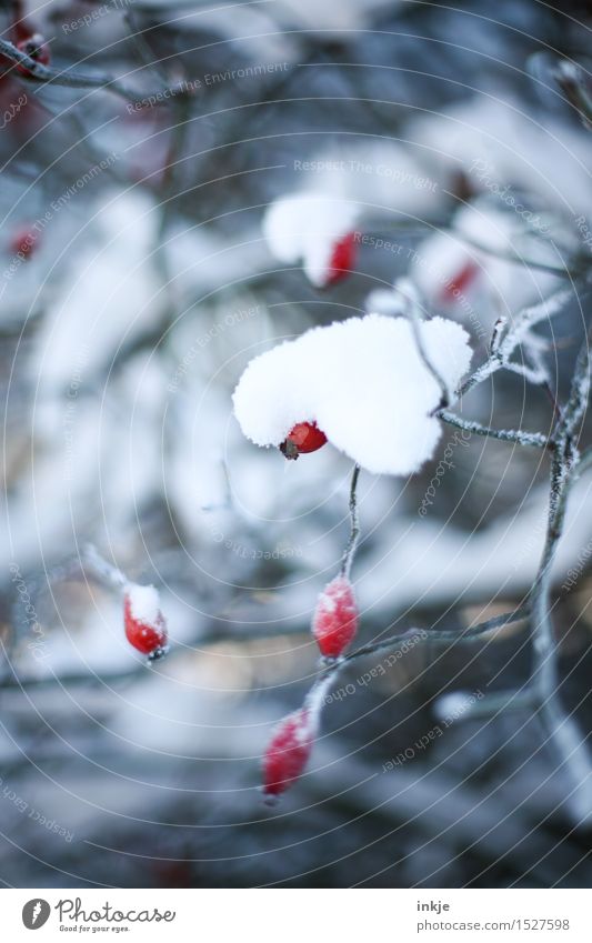 bonnet Nature Winter Ice Frost Snow Plant Rose hip Dog rose Park Cold Red White Climate Covered Heavy Burden Colour photo Subdued colour Exterior shot Close-up