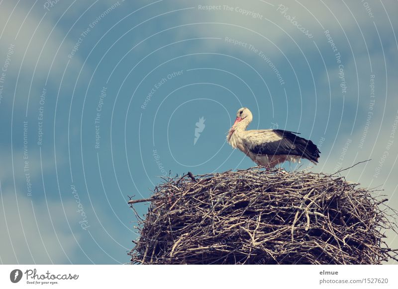 Who brings the babies. Sky Clouds Spring Beautiful weather Bird White Stork stork Rutting season Observe Looking Stand Esthetic Famousness Natural Happy