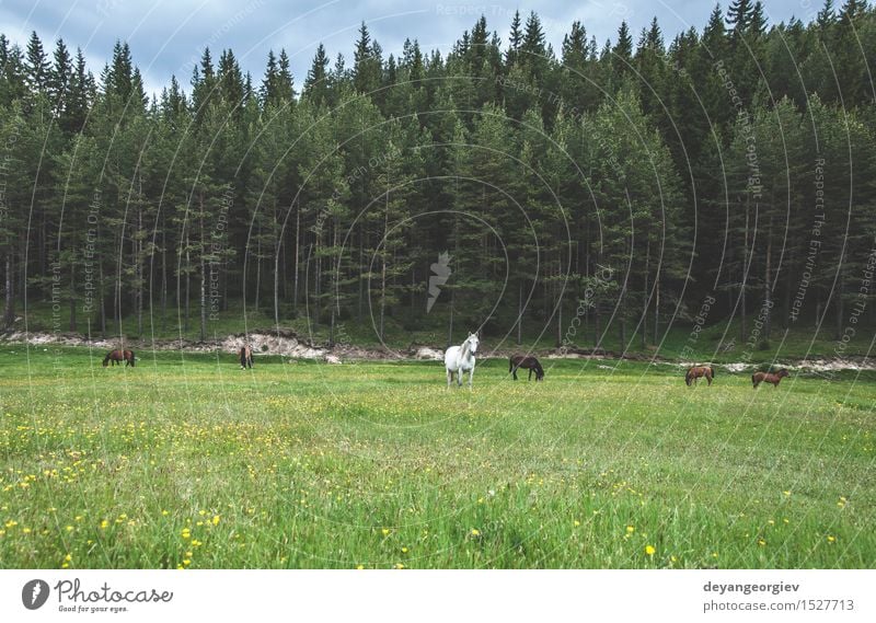 Horses in forest on green meadow Beautiful Summer Nature Landscape Animal Tree Grass Meadow Forest To feed Wild Blue Brown Green stallion field riding Sunset