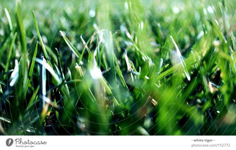 Don't bite it! Nature Summer Beautiful weather Grass Green Blade of grass Colour photo Exterior shot Macro (Extreme close-up) Day Blur Worm's-eye view Meadow