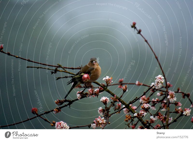 I see you! Colour photo Copy Space top Twilight Deep depth of field Looking into the camera Winter Nature Fog Flower Blossom Animal Bird Wing 1 Cold Small Gray