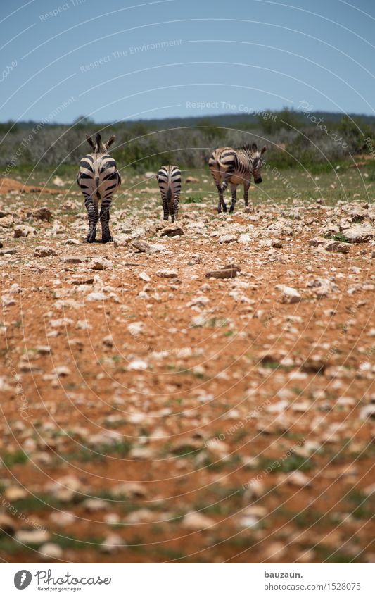 from behind. Vacation & Travel Tourism Trip Adventure Far-off places Freedom Sightseeing Safari Expedition Summer Environment Nature Landscape Earth Sky Sun