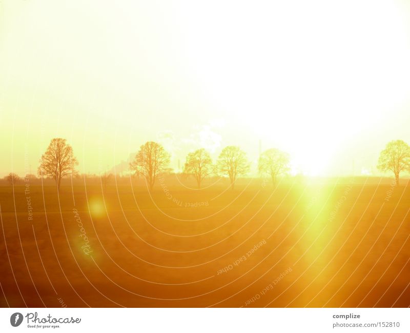 December Gold Sun Winter Nature Tree Field Dream Yellow Sunset Lighting Lens flare Radiation Reaction Multiple Clump of trees Orange Light (Natural Phenomenon)