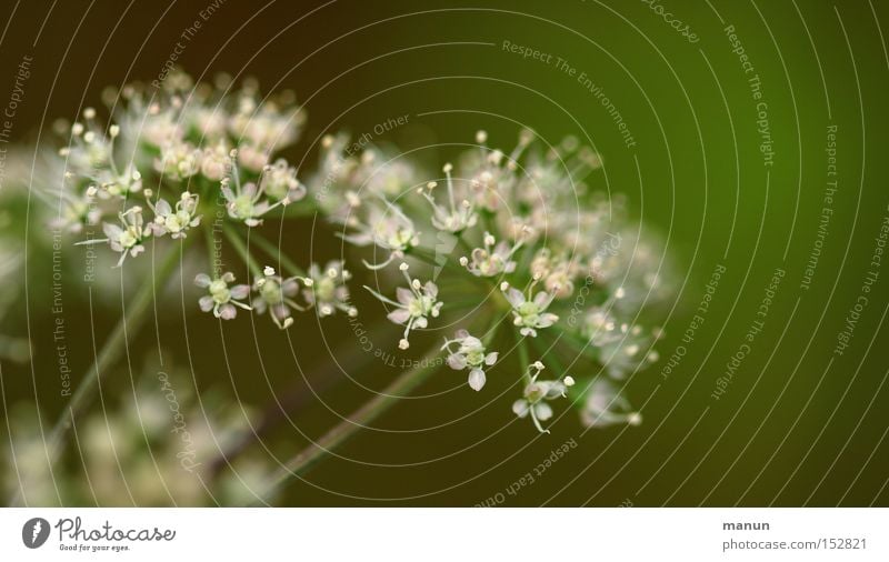 October flowering Blossom Blossoming White Green Beautiful Nature Autumn Autumnal Flower Plant Edge of the forest Delicate Transience Colour