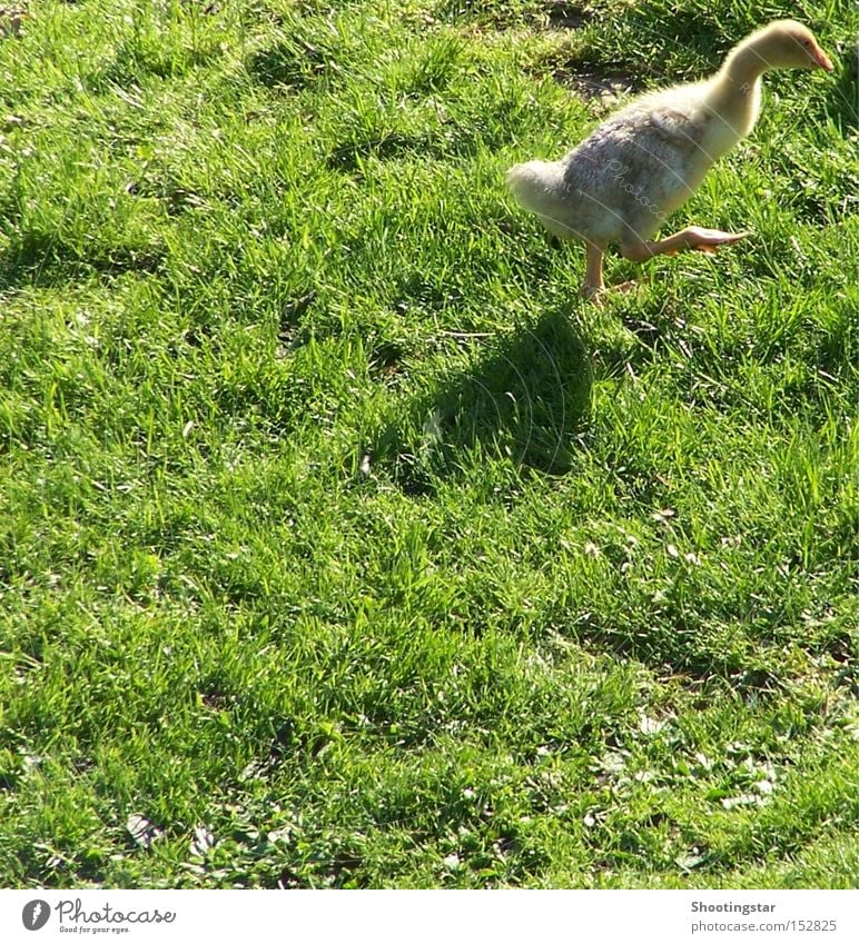 On the geese - Ready - Loose Goose Sporting event Let's get outta here Waddle Walking Meadow Green Bird from the picture