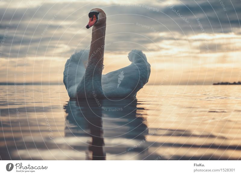 This is my lake Environment Nature Animal Elements Water Sunrise Sunset Beautiful weather Waves Coast Lakeside Lake Constance Wild animal Bird Swan 1 Esthetic