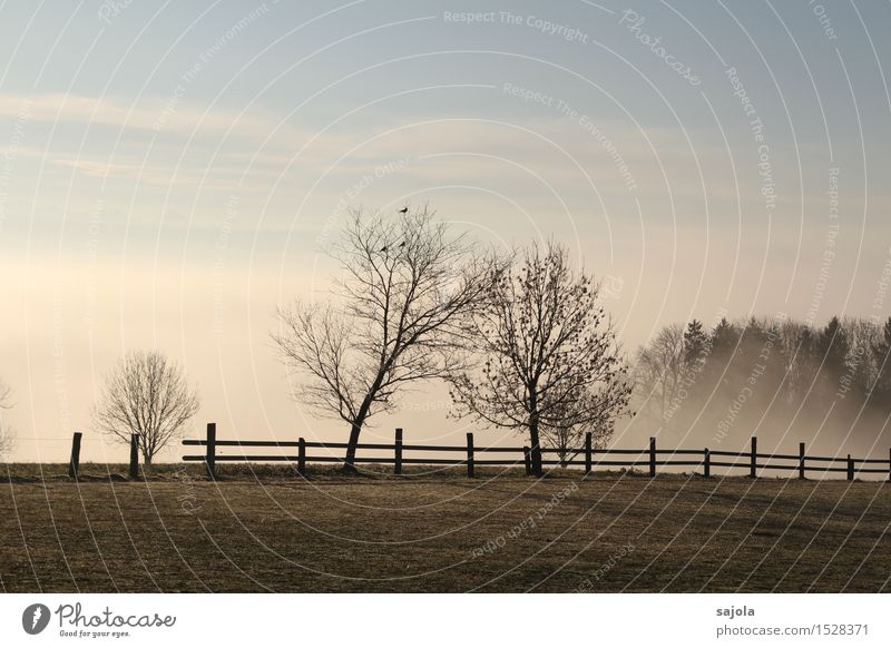 autumn fog Environment Nature Landscape Plant Sky Autumn Weather Fog Tree Meadow Stand Esthetic Contentment Moody Autumnal Autumnal weather Clouds Fence Lean