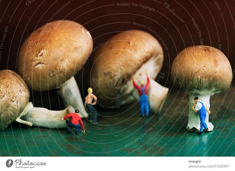 Miniwelten - Mushroom harvest Food Vegetable Nutrition Organic produce Vegetarian diet Work and employment Profession Craftsperson Gardening Kitchen Agriculture