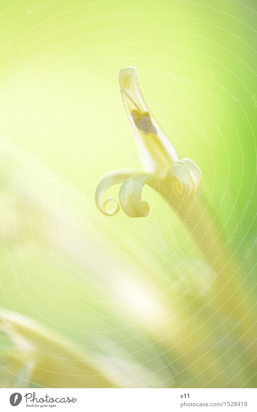 Finally sun! Nature Plant Flower Blossom Blossoming Fragrance Success Friendliness Happiness Fresh Bright Beautiful Yellow Green Power Pride Blossom leave