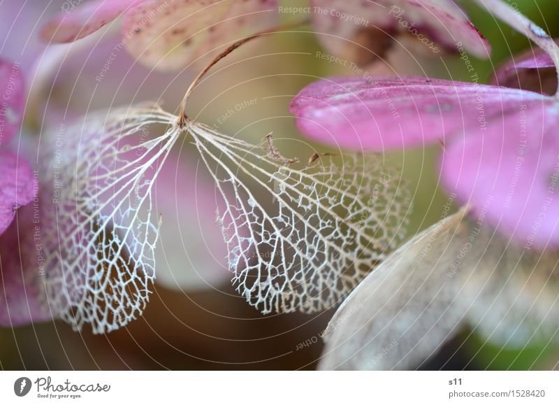 beautifully withered Nature Plant Flower Bushes Leaf Blossom Hydrangea blossom Old Blossoming Fragrance Hang Faded Elegant Natural Beautiful Brown Violet