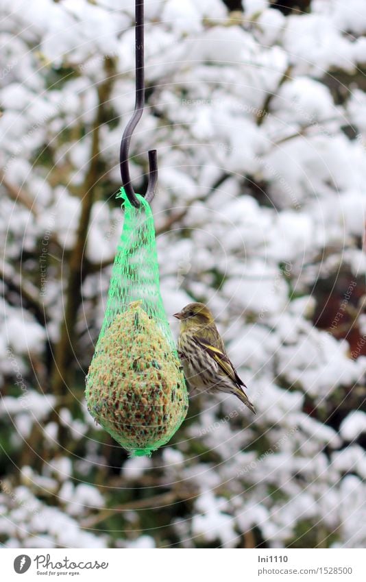 Siskin at the food dumpling Nature Animal Clouds Winter Ice Frost Snow Tree Garden Park Wild animal Bird Animal face Grand piano "Carduelis spinus