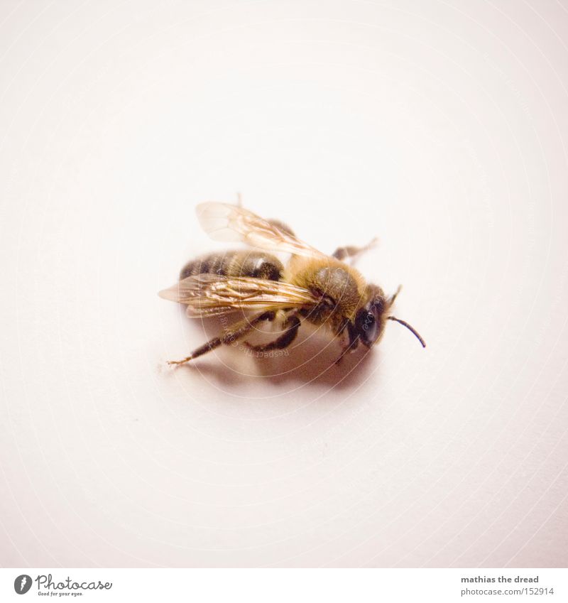 Sum Sum Sum Bee Honey Peace Insect Living thing Small Flying Wing Maja Feeler Pelt Bee-keeper Flower Nectar Blossom Macro (Extreme close-up) Close-up Peaceful