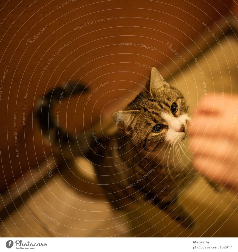 Give it to me! Colour photo Subdued colour Interior shot Artificial light Shallow depth of field Animal portrait Hand Pet Cat 1 Observe To feed Feeding Together