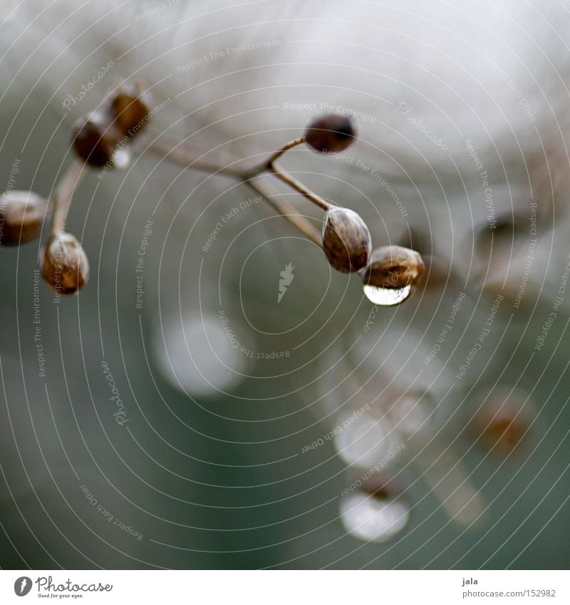 somewhere Winter Rain Plant Blossoming Faded Gloomy Drops of water Meadow Nature Park