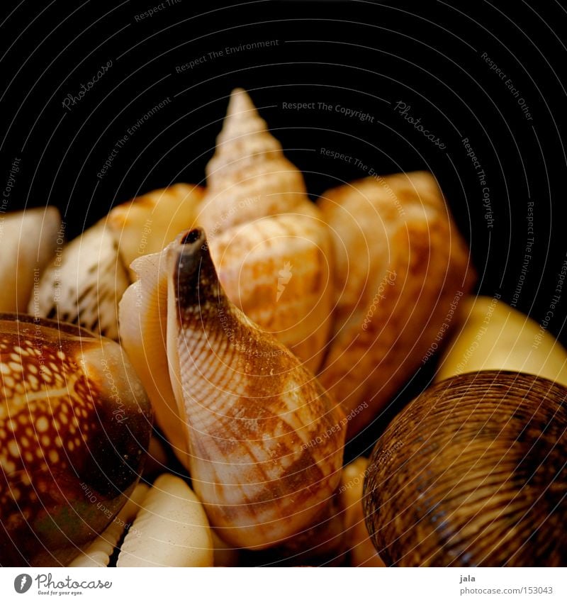 beach findings Mussel Pinto Beach Ocean Sand Vacation & Travel Memory Wanderlust Collection Nature Marine animal Discovery Decoration Summer Water Coast