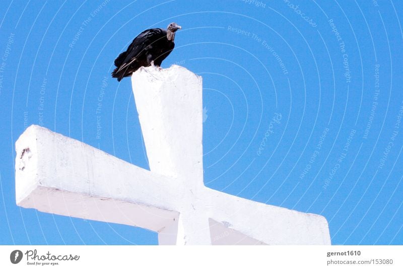 Golgotha 2 Blue White Black Vulture Crucifix Christian cross Sky Bird Scavenger Religion and faith Symbols and metaphors Flying Feather Concrete Review Overview