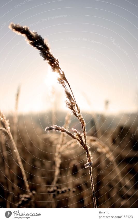 iced Winter Ice Frost Grass Blade of grass Sun Sky Cold Wind Light Lighting Nature stalk Snow