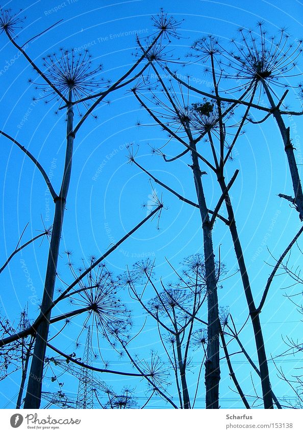 toward heaven... Colour photo Exterior shot Detail Abstract Twilight Shadow Silhouette Deep depth of field Worm's-eye view Calm Winter Nature Plant Sky