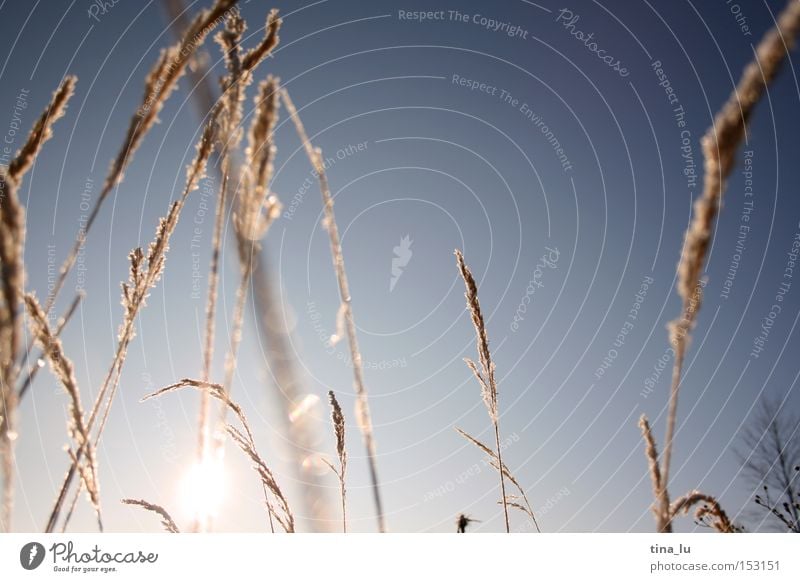 Ice I Winter Frost Grass Blade of grass Sun Sky Cold Wind Light Lighting Nature stalk