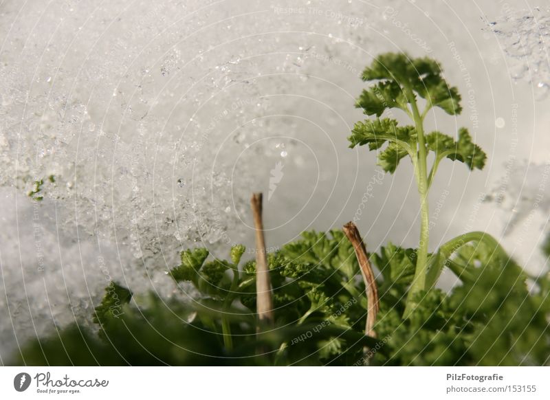 Frozen vegetables II Parsley Snow Ice Winter Vegetable Green Nutrition Harvest Food frozen vegetables onset of winter grow