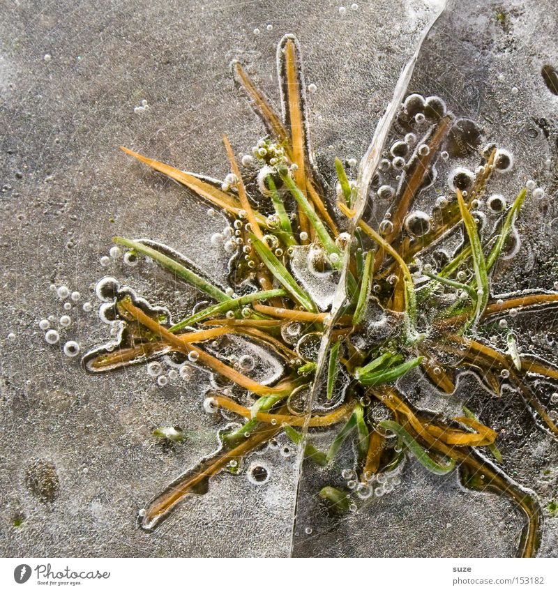 ice jump Winter Ice Frost Plant Grass Cold Inclusion Bubble Frozen Puddle Subsoil Colour photo Multicoloured Exterior shot Structures and shapes Deserted